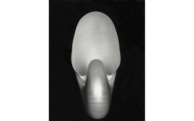 Foto: "Nautilus" - Edward Weston, 1927